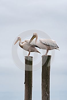 Big white pelicans on a post in Walvis Bay, Namibia