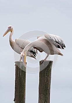 Big white pelicans on a post in Walvis Bay, Namibia