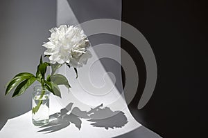 Big white peony fower with gentle delicate petals with copy space and shadows. photo