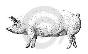 Big white pig illustration old lithography style