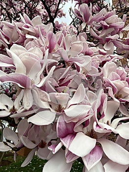 Big White and Pink Magnolia Blossoms in March