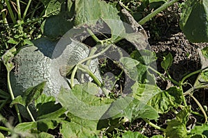 Big white pumpkin or Cucurbita pepo on vegetable garden at autumn time