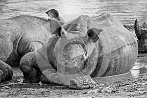 Big White rhino laying in the water, South Africa