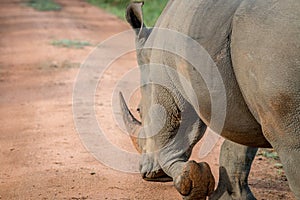 Big White rhino male walking away