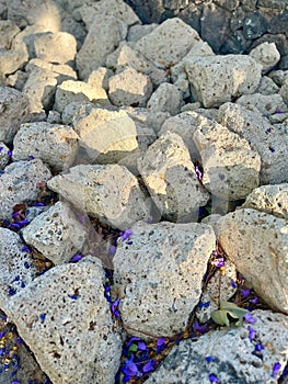 Big white rocks covered with purple flowers, in the setting sun.