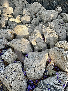 Big white rocks covered with purple flowers, in the setting sun.