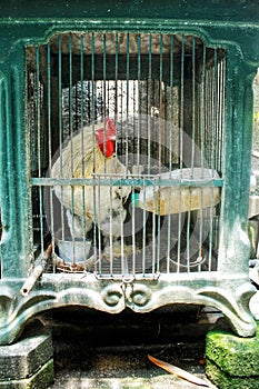 The big white rooster in a cage looks dashing