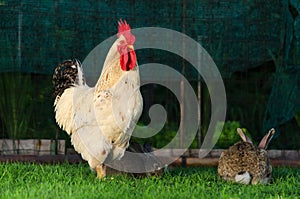 Big white rooster and two rabbits standing on grass