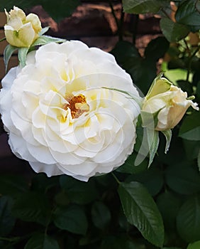 big white rose flower on the side on a green garden background