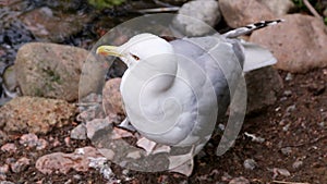Big white Seagull is cleaned on land