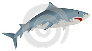 Big white shark marine predator