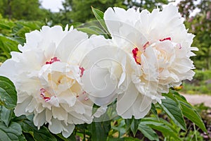 Big white sparkled paeony blossoms