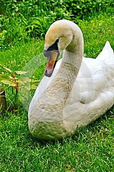 The big white swan lies on a grass near water photo