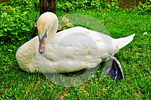 The big white swan lies on a grass near water photo
