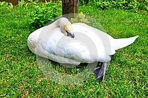 The big white swan lies on a grass near water photo