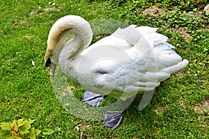 The big white swan lies on a grass near water photo