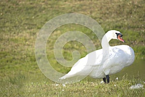 Big white swan stands on green grass.