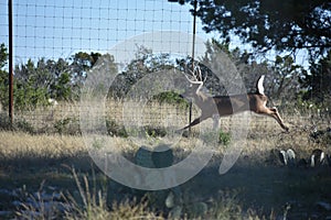 Big White Tail Buck Deer