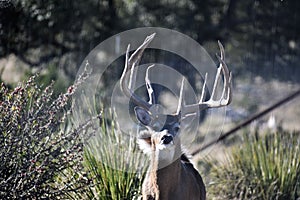 Big White Tail Buck Deer