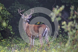 A big White-tailed deer buck on an early foggy morning with velvet antlers in summer in Canada