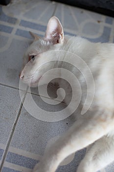 Big white Thai's cat laying down on the floor