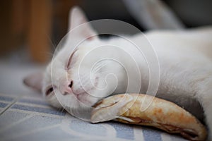 Big white Thai's cat laying down on the floor with his the most favorite toy