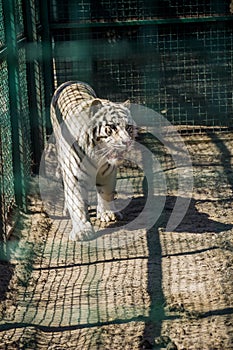 A big white tiger Panthera tigris on cage at the zoo