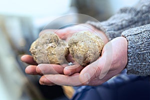 Big white truffles on the hand