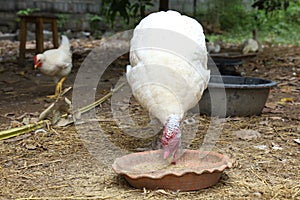 The big white Turkey is eatting food in farm garden at thailand