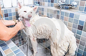 Big white and wet Akita Inu dog bath in the bathtub in the pet spa with funny face expression, selective focus