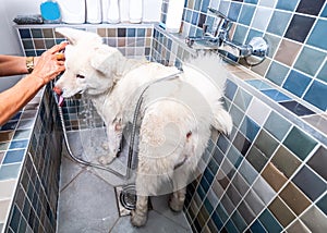 Big white and wet Akita Inu dog bathing in the bathtub with funny face expression by groomer, selective focus