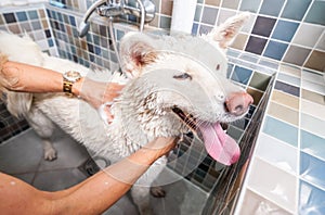 Big white and wet Akita Inu dog bathing in the bathtub with funny face expression, selective focus