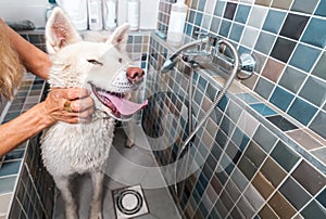 Big white and wet Akita Inu dog fur grooming after bathing with funny face expression, selective focus