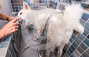 Big white and wet Akita Inu dog fur grooming after bathing with funny face expression, selective focus