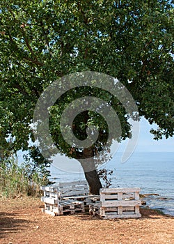 Big white wooden chairs under a big oak tree by the sea in Umag.