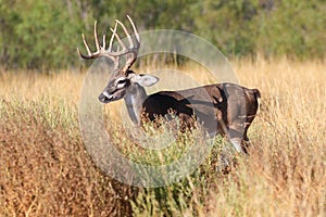 Big whitetail buck with blood on his antlers