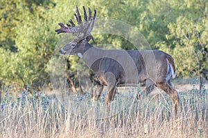 Big whitetail buck coming out of velvet
