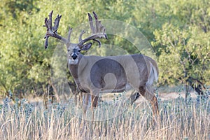 Big whitetail Buck coming out of velvet