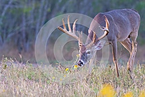 Big whitetail buck following scent of doe in heat