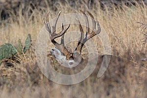Big whitetail buck hiding by laying down in grass