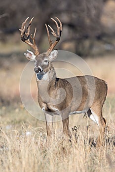 Big whitetail buck with massive grow tines