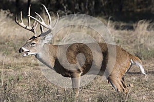 Big whitetail buck panting during the rut