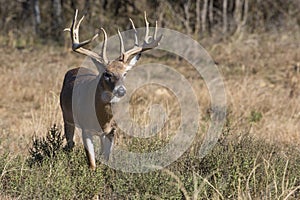 Big whitetail buck on the prowl