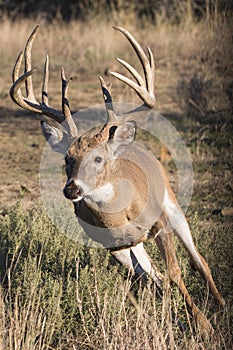 Big whitetail buck running after doe