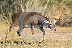 Big whitetail buck in search of a doe during the rut