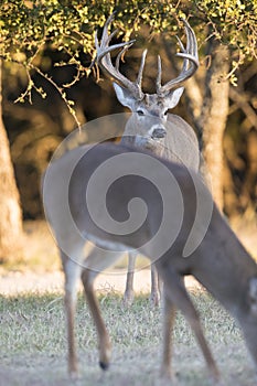 Big whitetail buck standing at alert while trailing whitetail does in heat