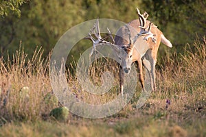 Big whitetail buck tracking doe in heat