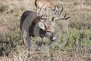 Big whitetail buck on trail for doe