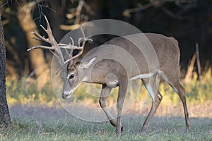 Big whitetail buck trailing whitetail does in heat