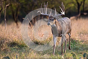 Big whitetail buck walking in look for doe